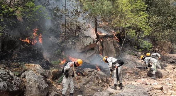 Apagan incendio forestal en Janos