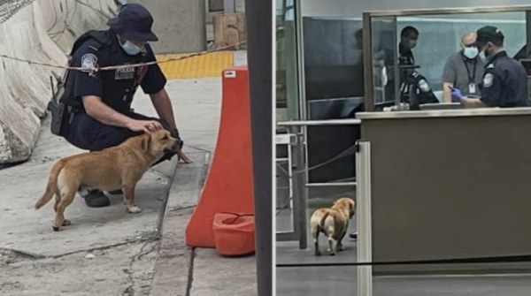 Nuevo requisito para cruzar perros a EE. UU. cuesta hasta $1,500 y dura solo 5 días