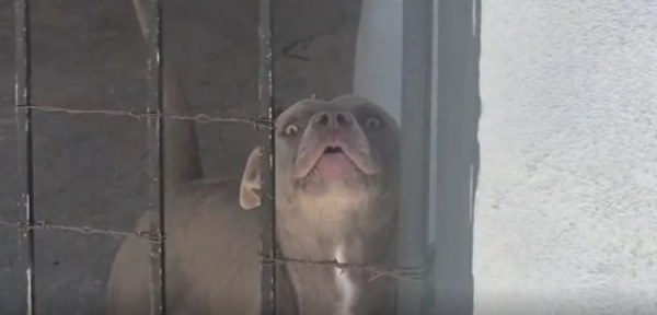 Pitbull ataca a menor