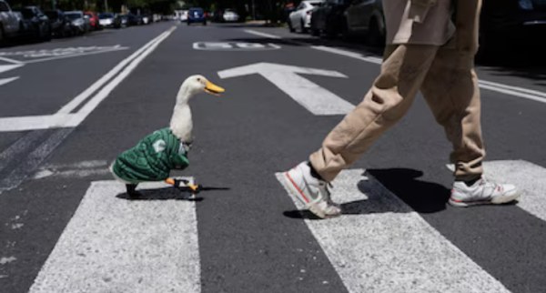Le robaron los tenis al pato Merlín
