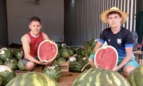 Rematan toneladas de fruta para evitar pérdidas por el calor