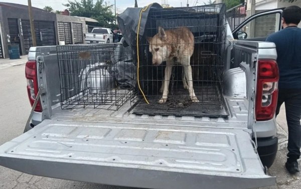 Rescatan a perro atado y sin comida