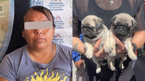 Presentan a mujer detenida por vender pugs