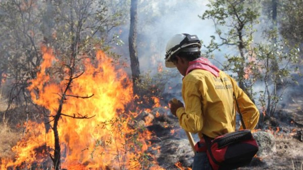 Combaten 6 incendios forestales en la Sierra de Chihuahua