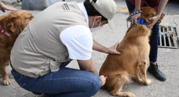 Vacunación antirrábica gratuita: Sedes y horarios