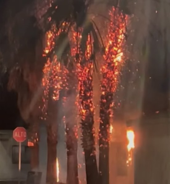 ¡Arden palmeras! Fuego consume árboles de 15 metros