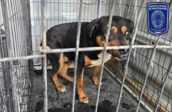Rescatan a dos perritos tras cateos