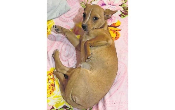 Urgen apoyo para cirugía de perro atropellado