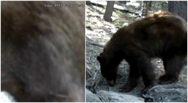 Captan a osos negros en Chihuahua