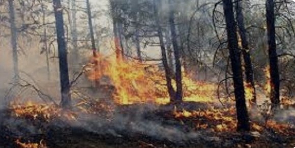 Chihuahua: Octavo lugar nacional en incendio forestales