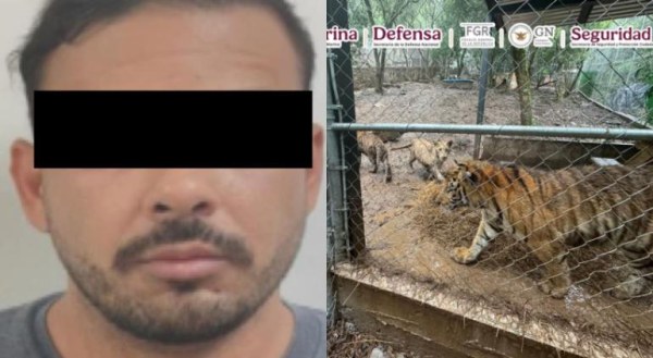 Lo detienen con siete tigres de mascota y armas