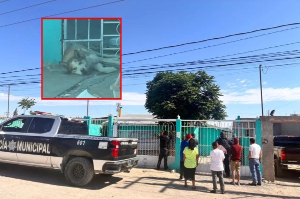 Rescatan a perro atrapado en barandal