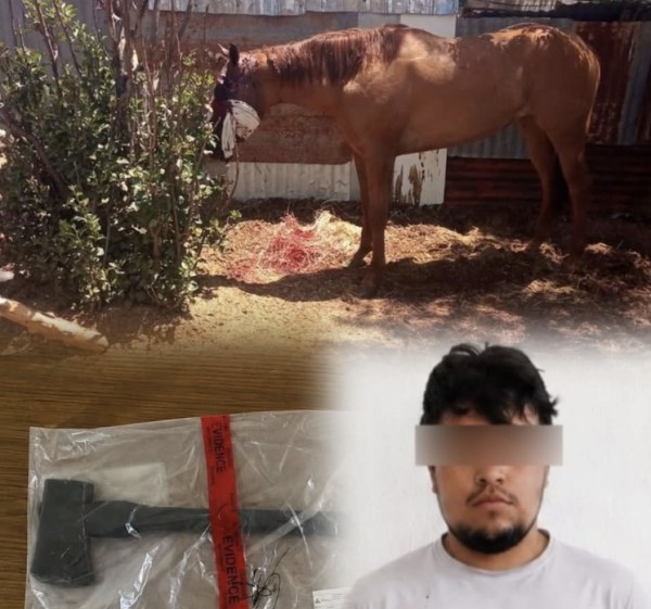 Prisión por machetear a yegua en Madera