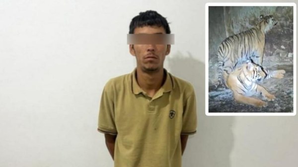 Lo detienen con tigre de bengala, drogas y cartuchos