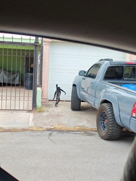 Captan a mono en San Felipe