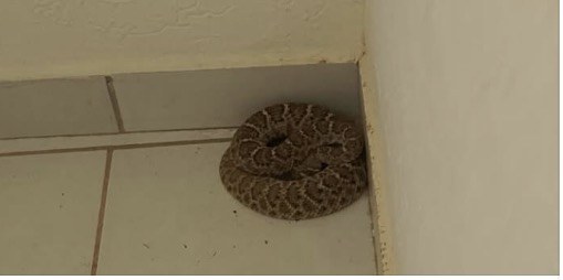 Capturan víbora de cascabel en casa de Delicias