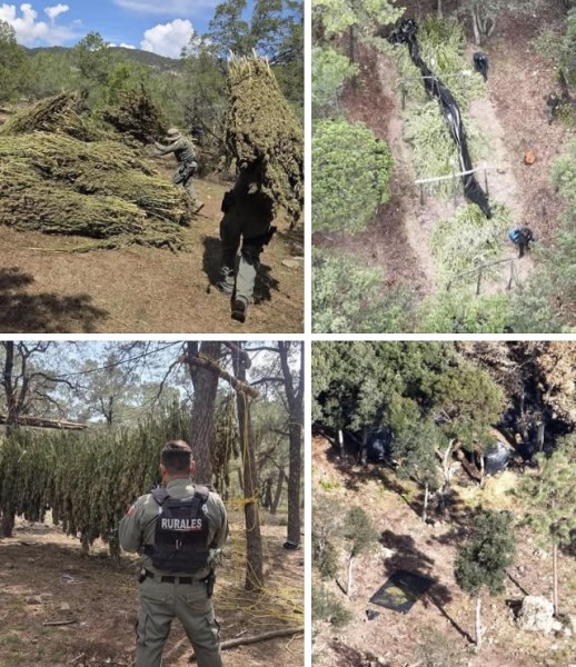 Destruyen tres plantíos de marihuana en Guerrero