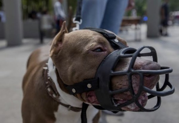 Atacan dos Pitbull a niño de ocho años