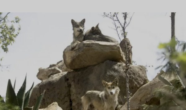 Trump ordena revisar la protección federal del lobo gris mexicano 