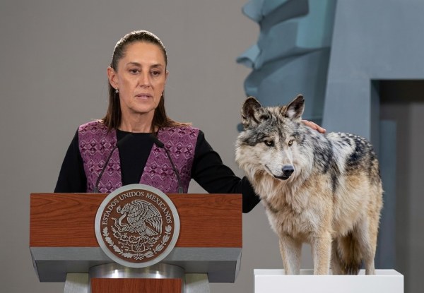Sheinbaum pide coordinación binacional por lobo