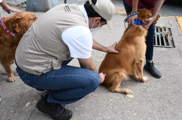 Vacunarán a perritos en Sierra Azul y Los Nogales