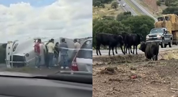 Vuelca tráiler con ganado en carretera a Cuauhtémoc