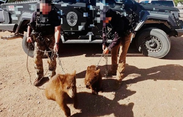 Aseguran ministeriales 2 osos negros
