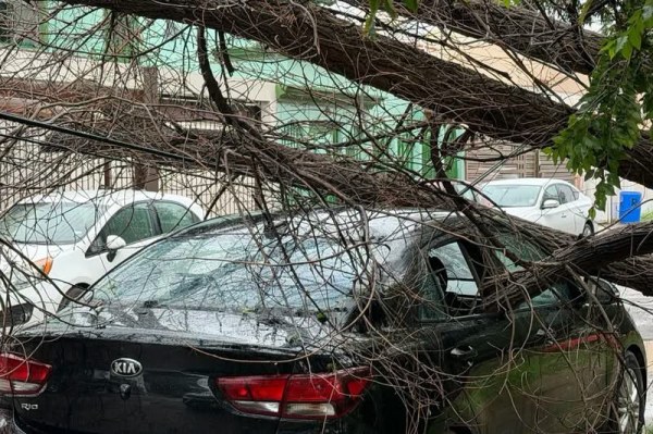 Lluvias provocó caída de árbol y aplastó auto