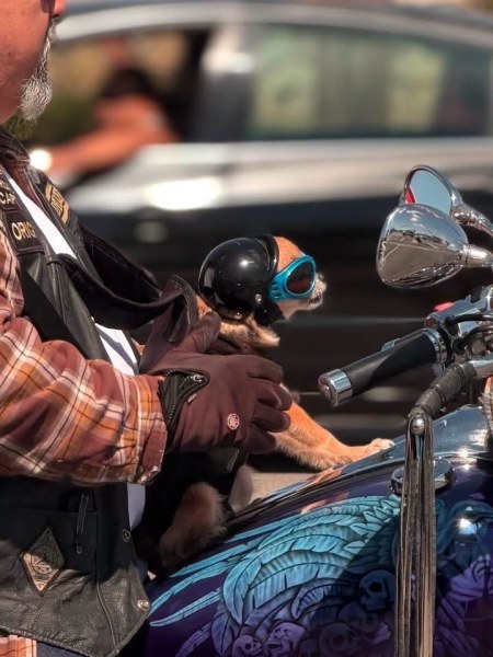 Perrito motociclista causa furor en El Paso