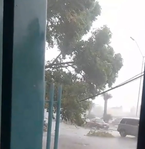 Casi cae árbol frente al Morelos
