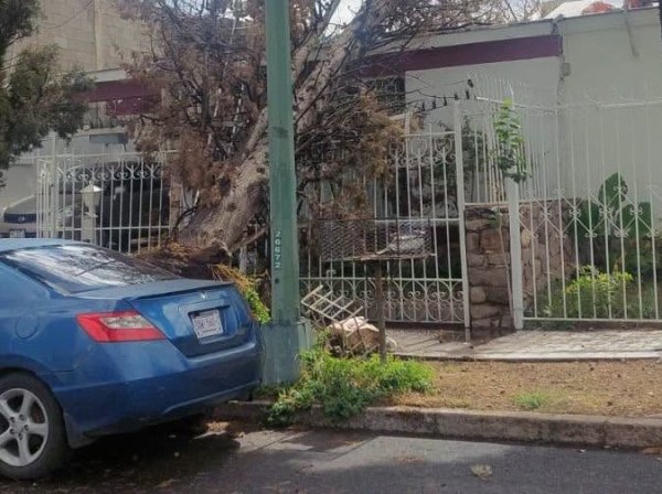 Tumba aguacero árbol en San Felipe