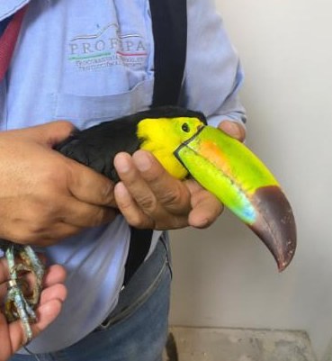 Asegura Profepa dos tucanes en aeropuerto de CHihuahua