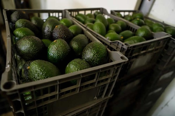 México frena la exportación de aguacate ilegal